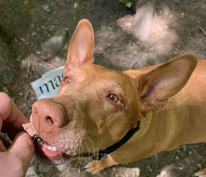 Maev dog food review