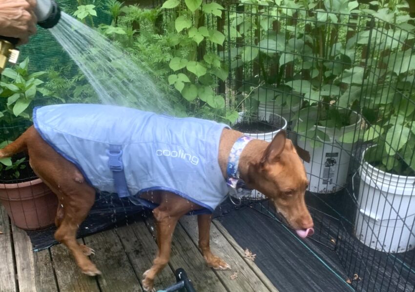 Best Cooling Vests for Dogs