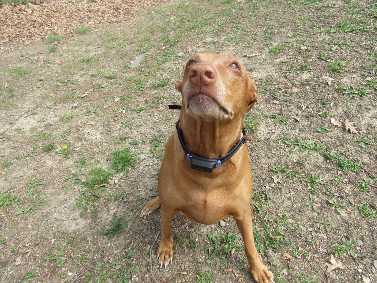 PetPace Smart Collar 2.0