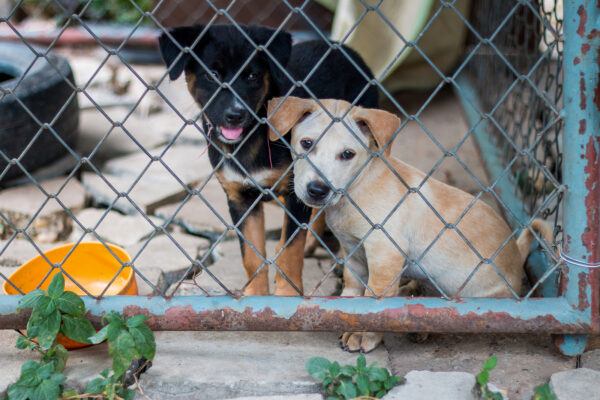 Puppies in a puppy mill