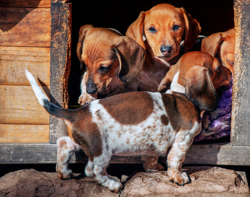 Puppies in a puppy mill