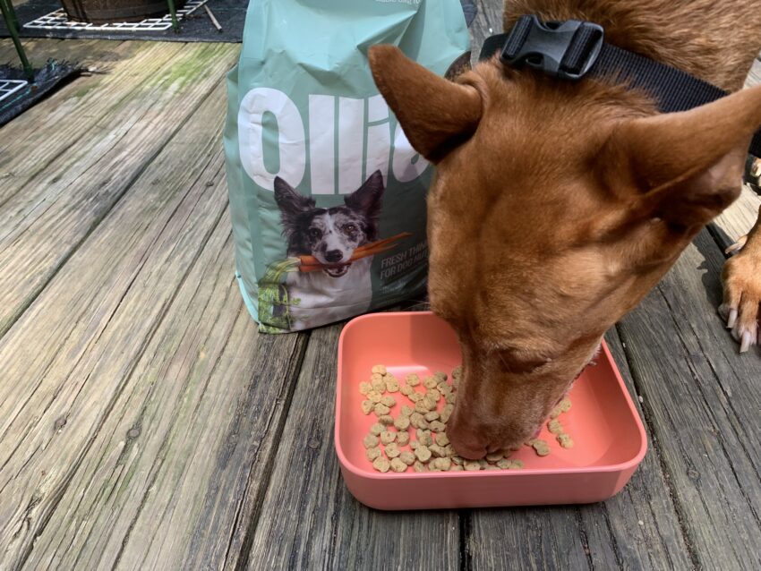 Ollie Baked Dog Food