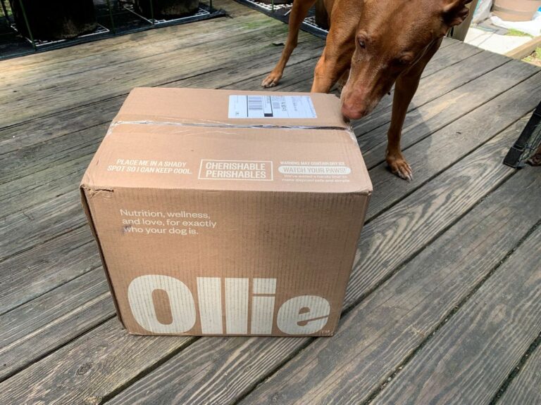 Ollie fresh dog food