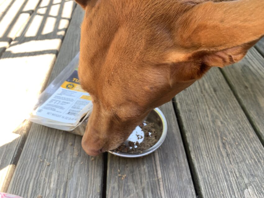 RaisedRight Dog Food Review