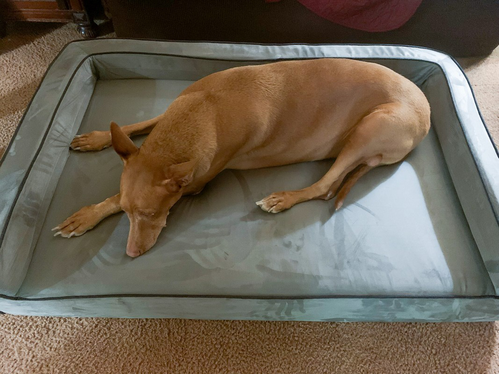 Bully Beds Orthopedic 3 Sided Dog Bed With Bolsters