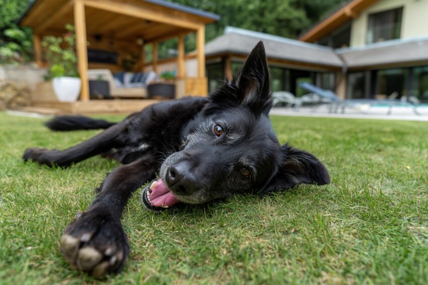Why Do Dogs Roll in the Grass?