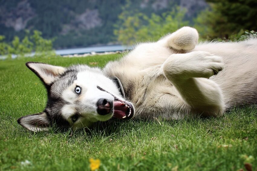 Why Do Dogs Roll in the Grass?