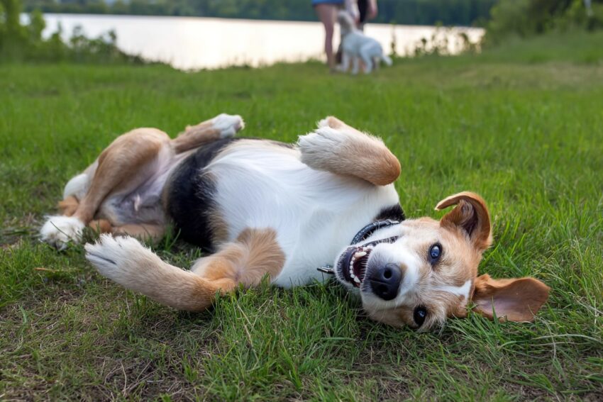Why Do Dogs Roll in the Grass?