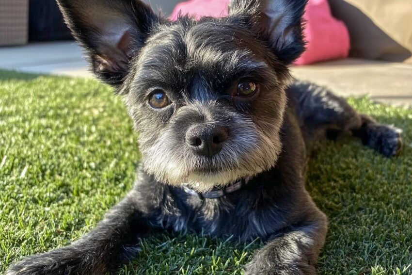 Froodle Dog Breed Guide: Personality, Grooming, and Health Tips
