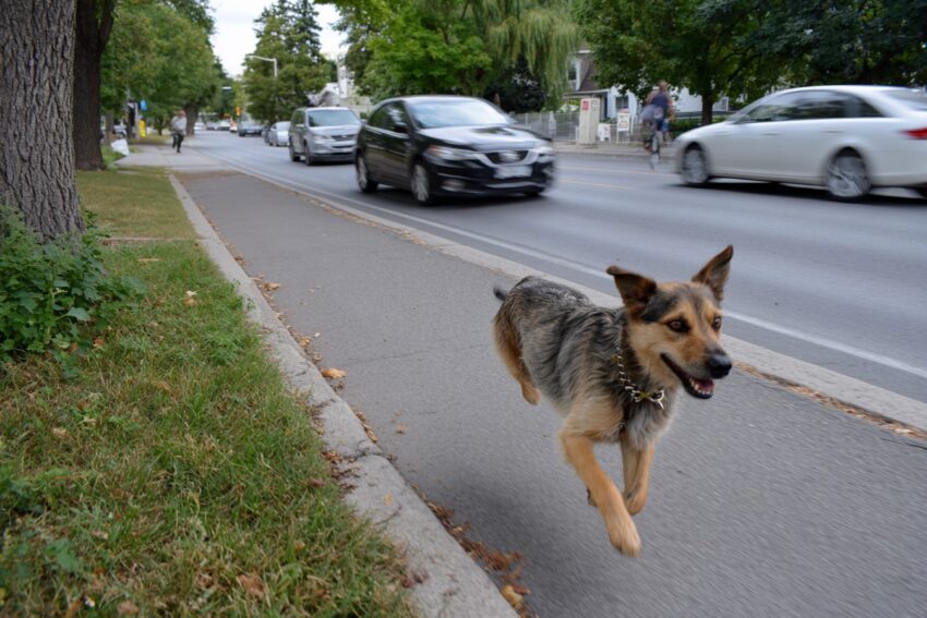 How Can You Get Your Dog to Stop Running Off?