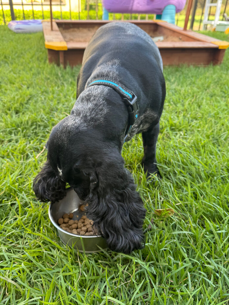 Ollie small dog food