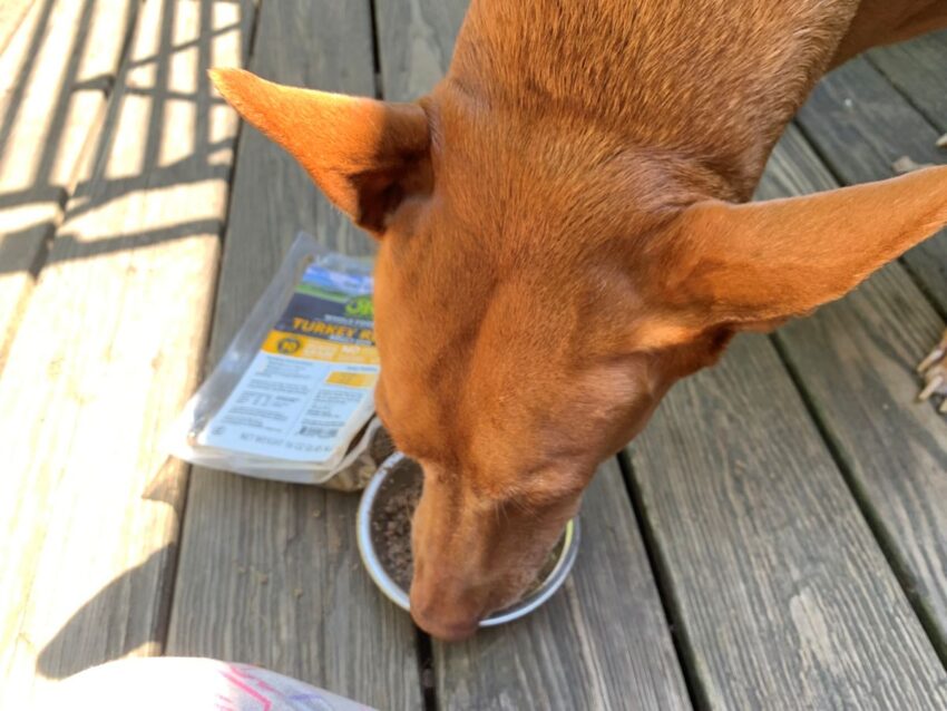 RaisedRight Fresh Dog Food Review Licking Bowl Clean 1
