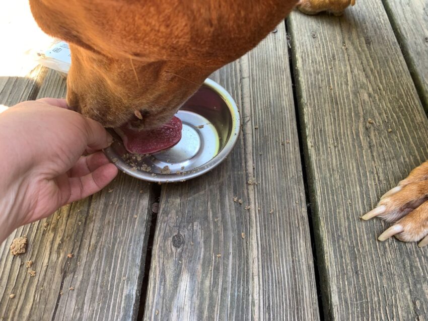 RaisedRight Fresh Dog Food Review Licking Bowl Clean 1