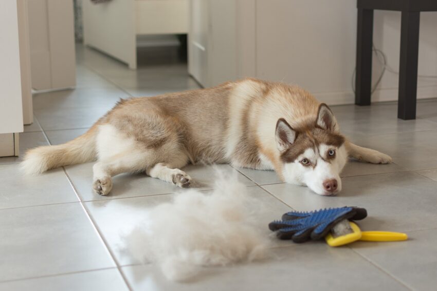 How to Detangle Dog Hair the Easy Way (Without a Groomer)