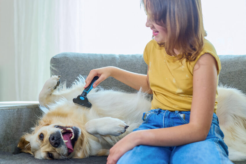 How to Detangle Dog Hair the Easy Way (Without a Groomer)