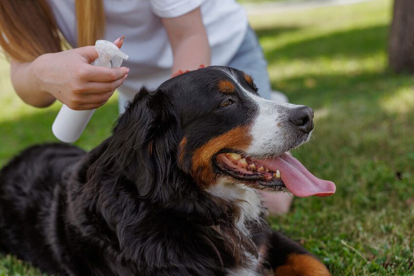How to Detangle Dog Hair the Easy Way (Without a Groomer)