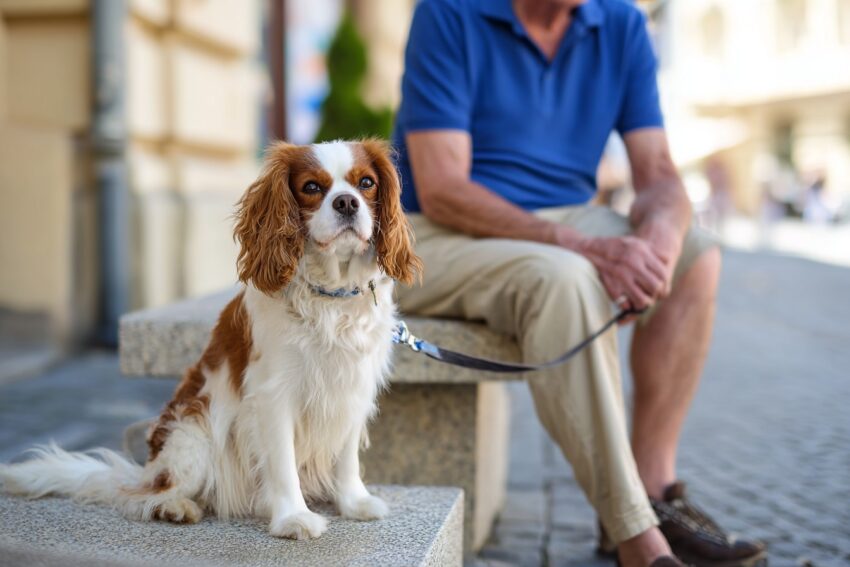 Looking for the perfect pup for your golden years? Explore the best dog breeds for seniors who want loving companionship without the chaos of high-energy pets.