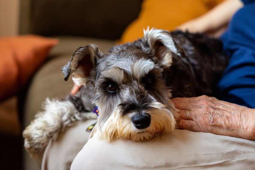 Dog Breeds for Seniors