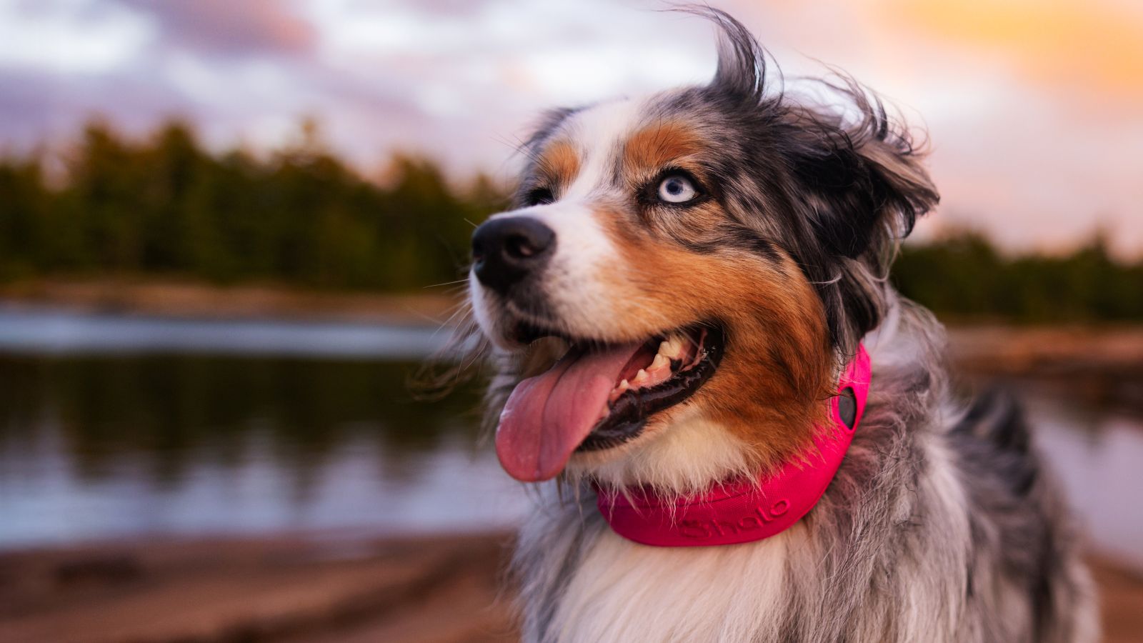 Halo Collar 5 Officially Launches with Major Upgrades for Dog Safety & Health