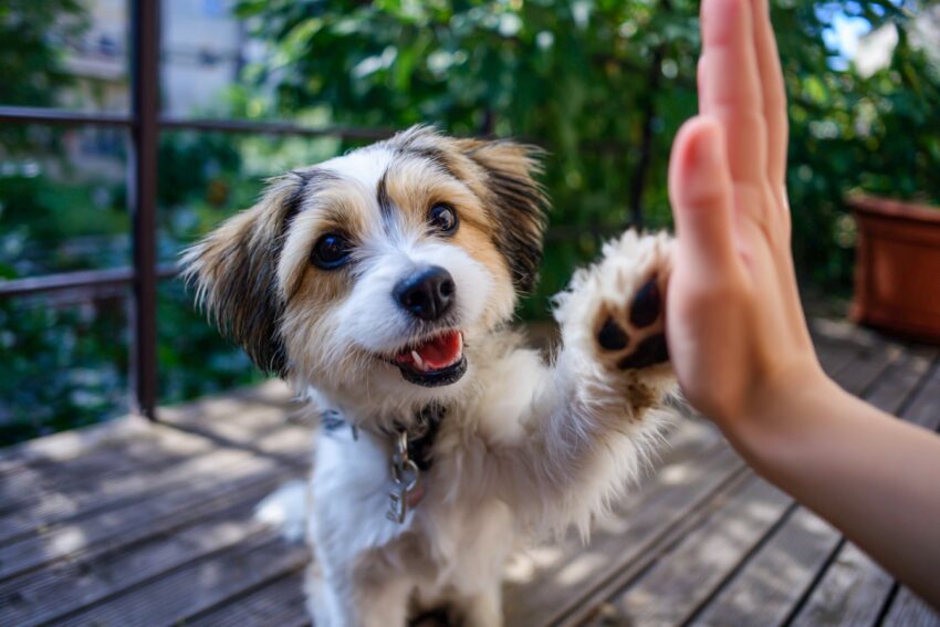Top 8 Hand Signals to Teach Your Dog (Including Deaf Ones)
