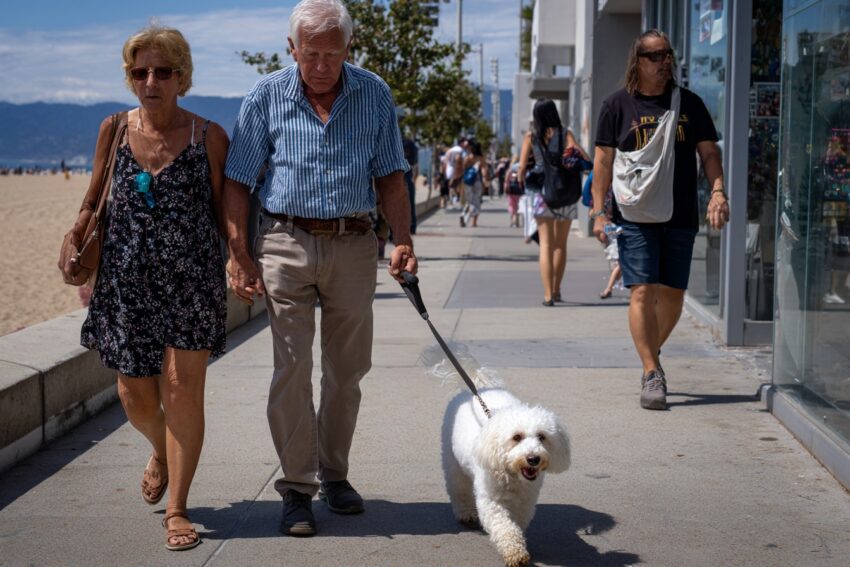 Hypoallergenic Dog Bichon_Frise_