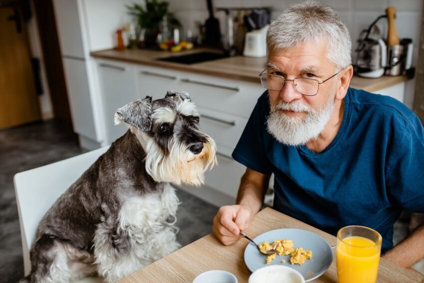 Mini Schnauzer