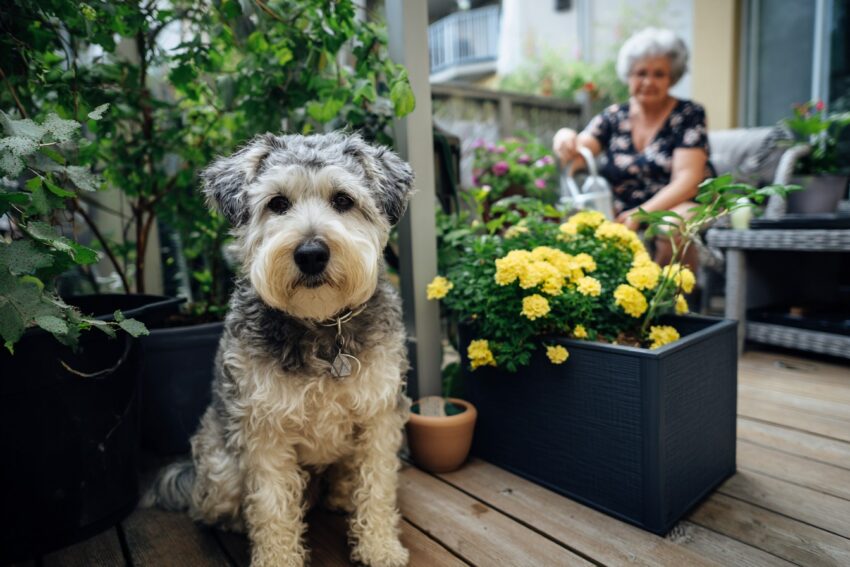 Schnoodle (Schnauzer + Poodle Mix)