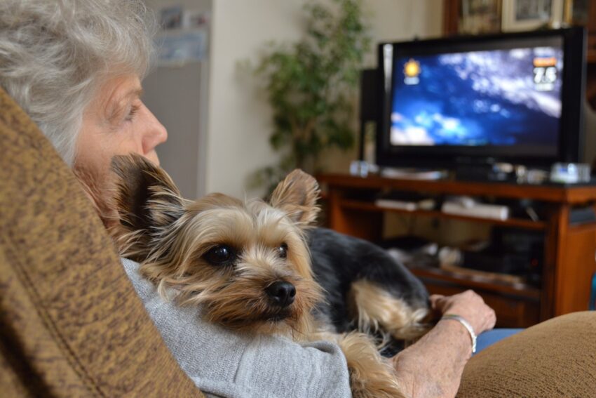 Best Hypoallergenic Dog Breeds for Seniors