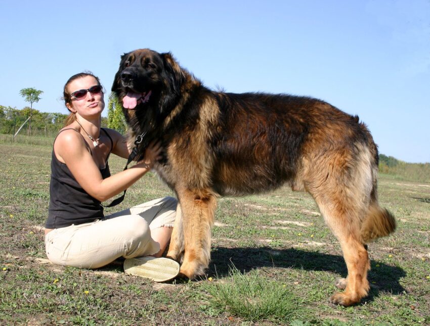 Leonberger gentle giant