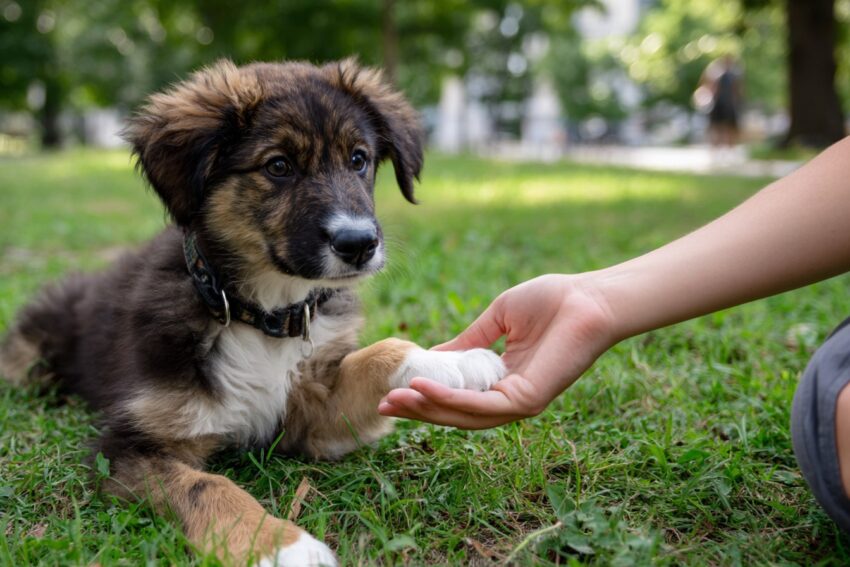 8 BEST Tips for Training a Puppy That Grows into a Mellow Dog