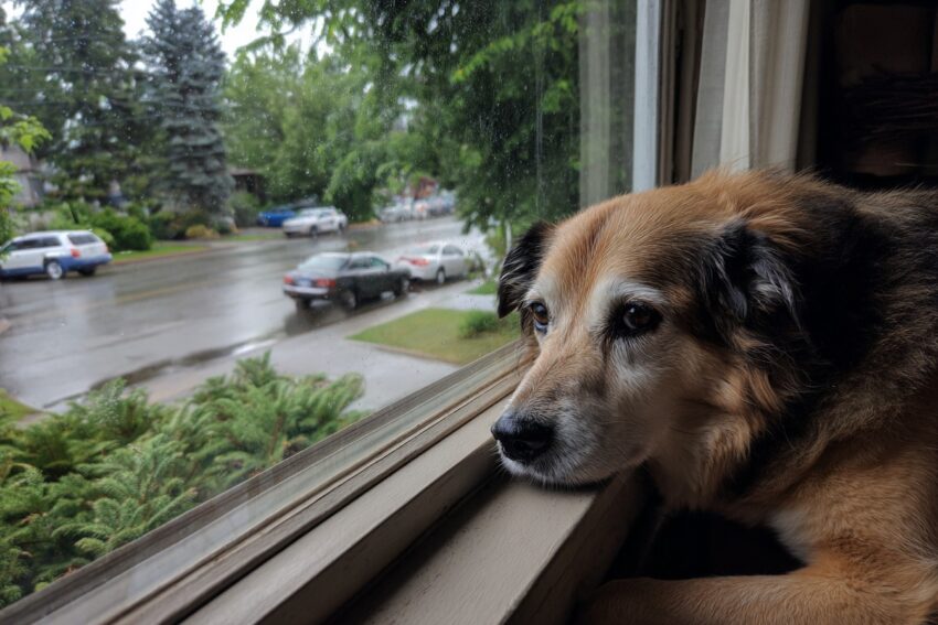 Survey Says: Pet Mental Health Is the #1 Concern in 2025 — Here’s What You Can Do