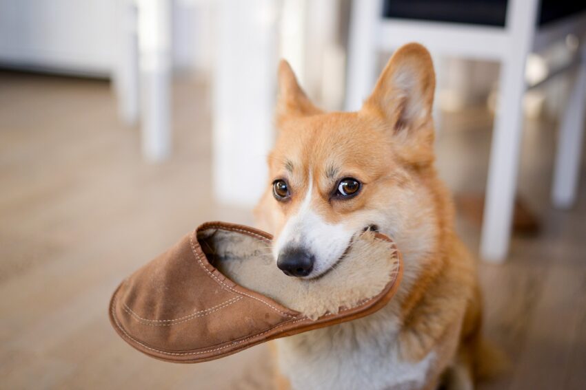 How to Teach Your Dog to Drop Something on Command (In 3 Easy Steps)