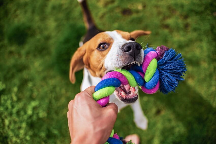 How to Teach Your Dog to Drop Something on Command (In 3 Easy Steps)