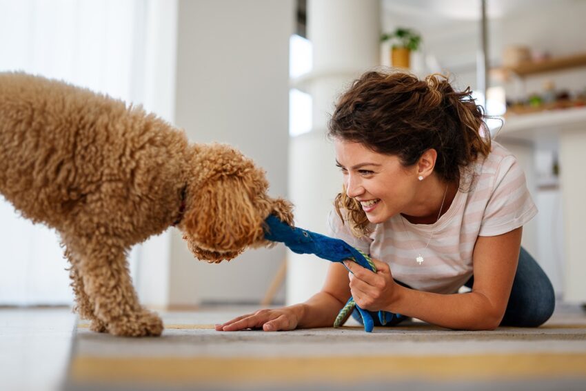 How to Teach Your Dog to Drop Something on Command (In 3 Easy Steps)