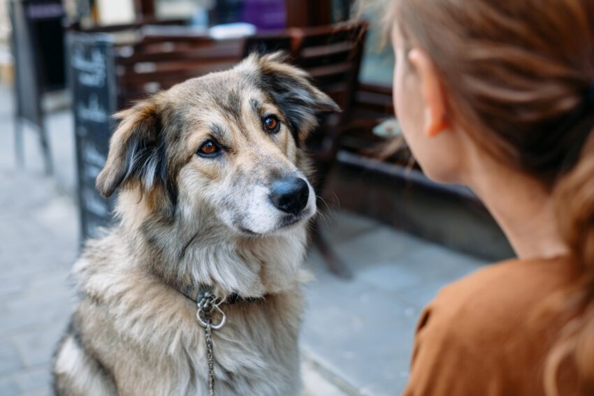 Why Does My Dog Stare at Me? 5 Surprising Reasons Behind the Gaze