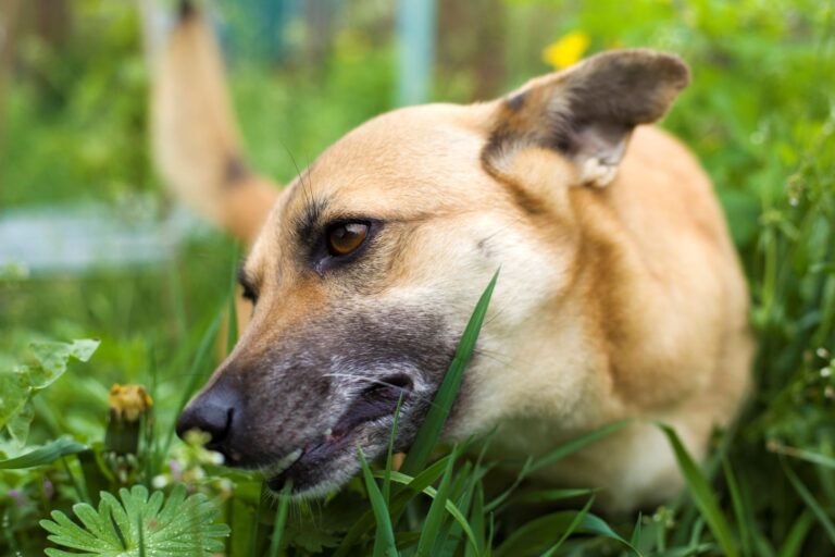 Image showcasing Dog Suddenly Eating Grass Like Crazy? What It Might Mean - DogVills