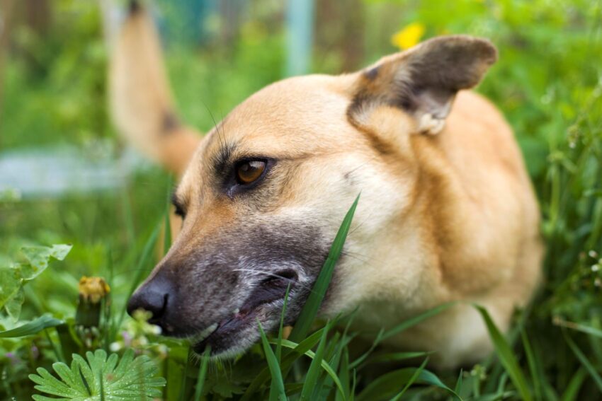 Dog eating grass like crazy
