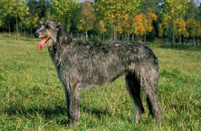 irish wolfhound