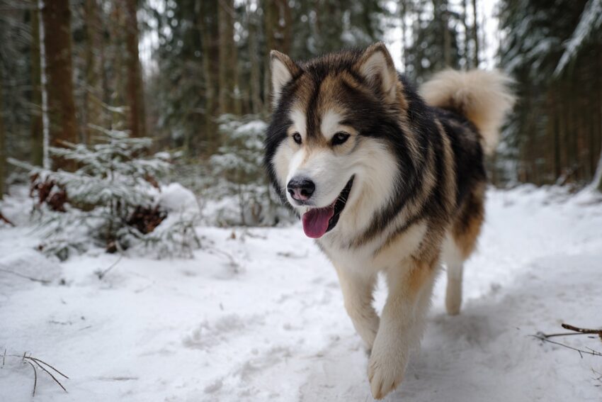 Alaskan Malamute