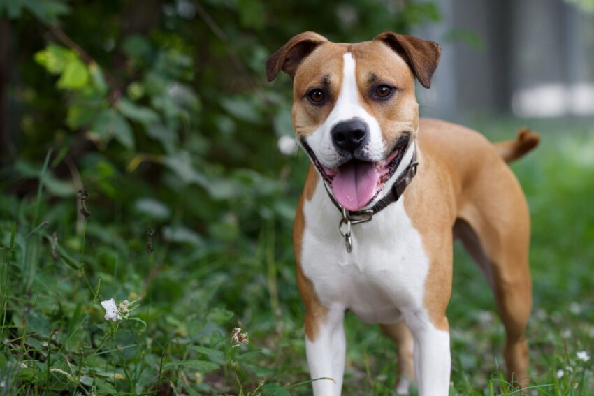 American Staffordshire Terrier