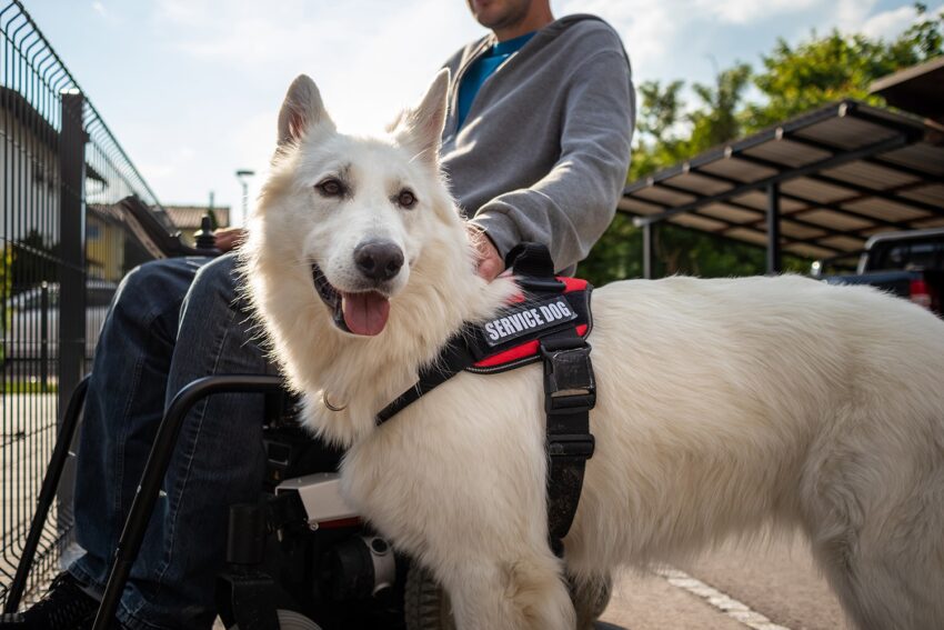 Best Service Dog Breeds and What Makes Them So Trainable