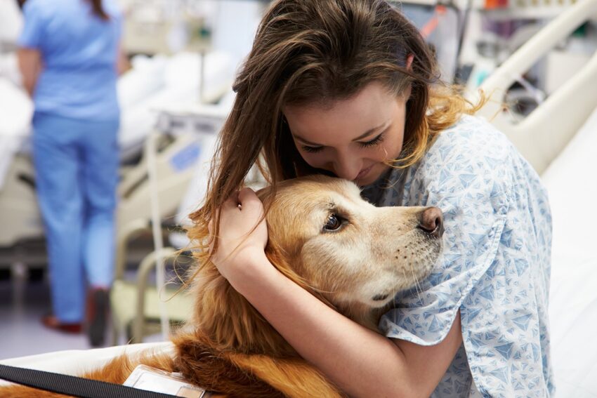 Best Service Dog Breeds and What Makes Them So Trainable