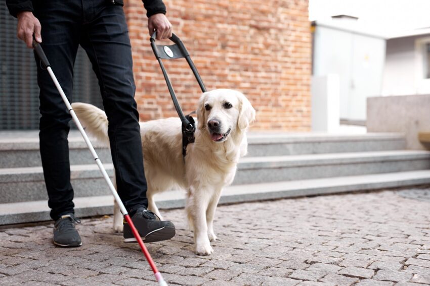 Best Service Dog Breeds and What Makes Them So Trainable