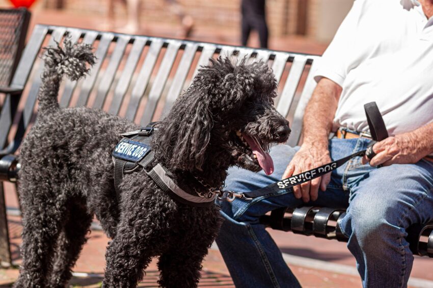 Best Service Dog Breeds and What Makes Them So Trainable