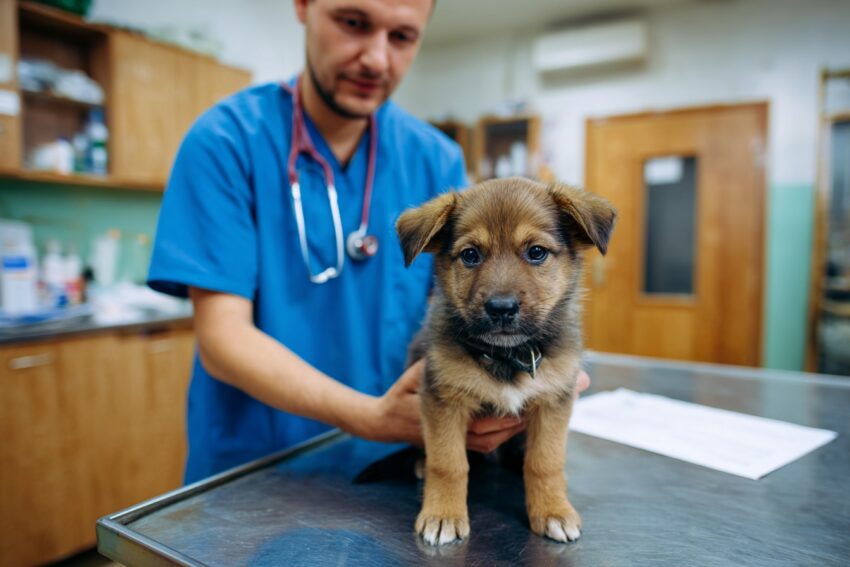 Chiot ballonné – Pourquoi cela peut arriver et que faire à ce sujet