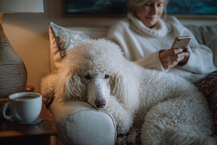 Dog Breeds That Don't shed much: Poodle