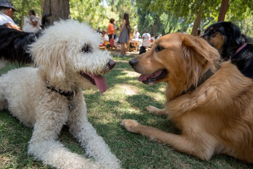 Dog Enrichment Activities That Stimulate the Body and Brain