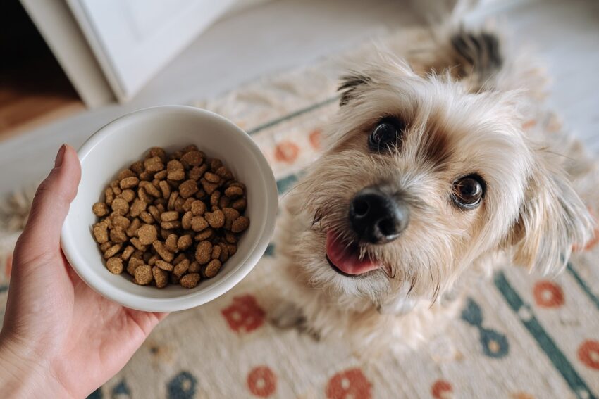 7 Dog Food Ingredients to Avoid