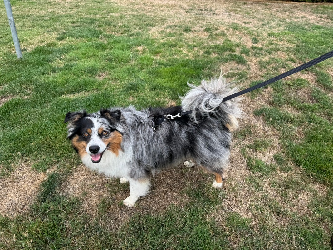 Easy Walk® Comfort No-Pull Dog Harness