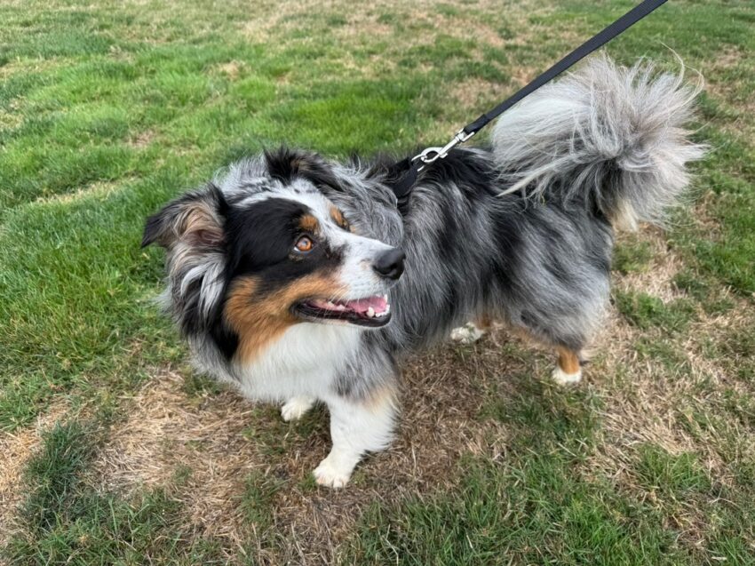 Easy Walk Comfort No-Pull Dog Harness 08